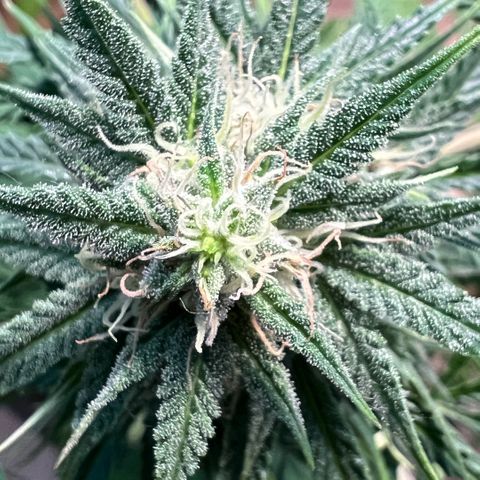 Tanja growlog timeline photo