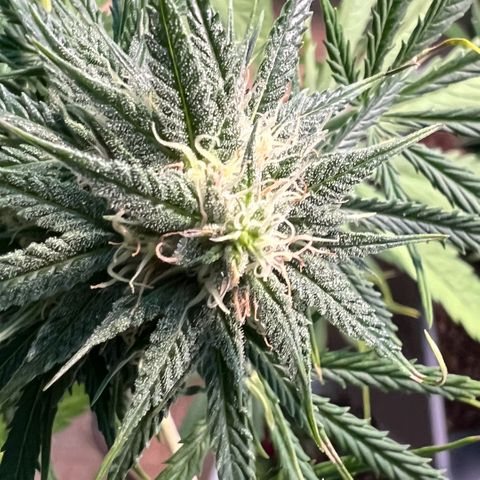 Tanja growlog timeline photo