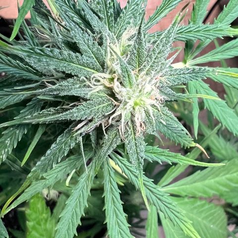 Tanja growlog timeline photo
