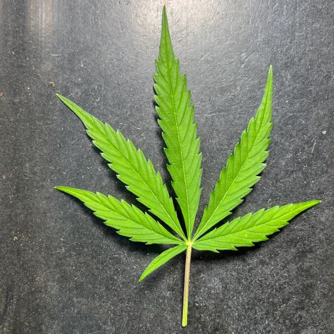 Tanja growlog timeline photo