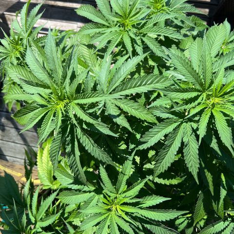 Sandra growlog timeline photo