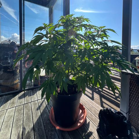 Sandra growlog timeline photo