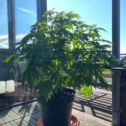 Sandra growlog timeline photo