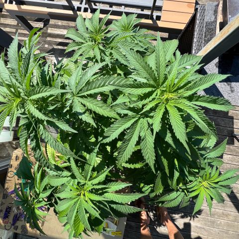 Sandra growlog timeline photo