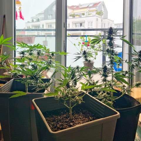 Tanja growlog photo: Tanja on the right with two Green Gelato Angi and Gela (top harvest)