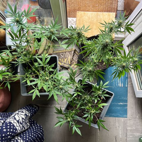 Tanja growlog photo: Tanja on the right with two Green Gelato Angi and Gela (top harvest)