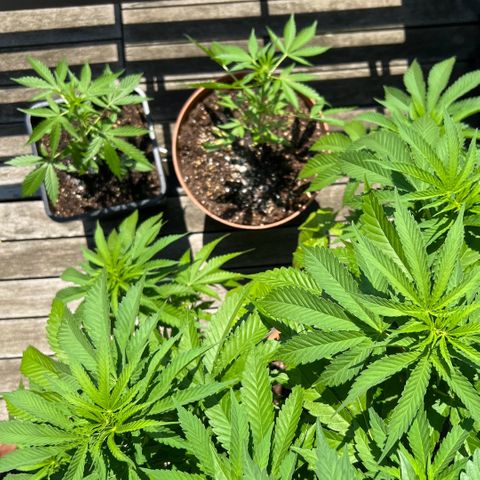 Sandra growlog photo: A quarter of Sandra together with Amie and Diana (Sweet Amnesia Haze XL Auto and Diabolo Rojo from Sweet Seeds)