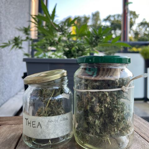 Thea growlog photo: Start curing and one test