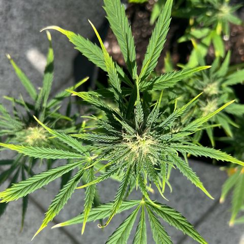 Tanja growlog photo: The last mile ...