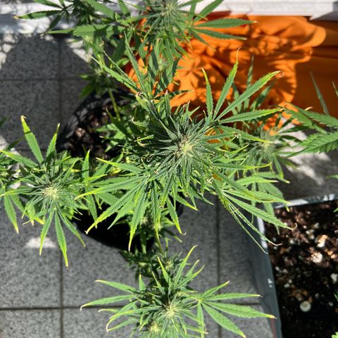 Tanja growlog photo: The last mile ...