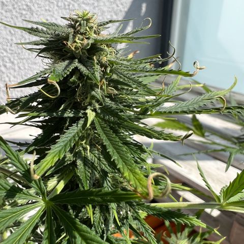 Tanja growlog photo: The last mile ...