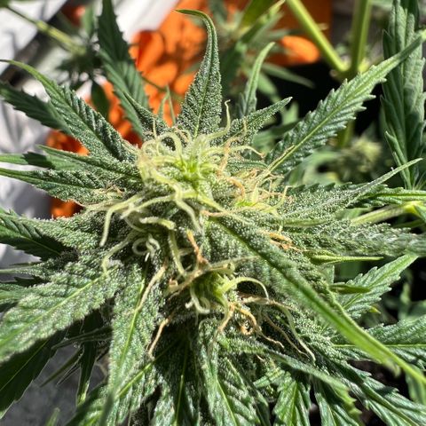 Tanja growlog photo: The last mile ...