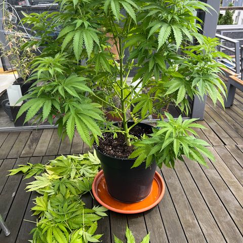 Sandra growlog timeline photo