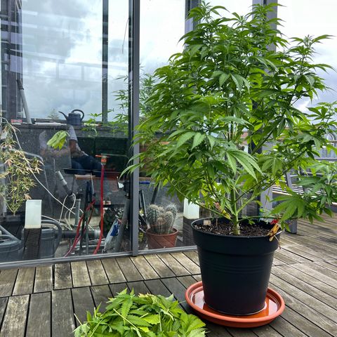 Sandra growlog timeline photo