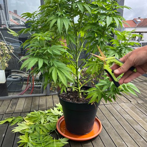 Sandra growlog timeline photo