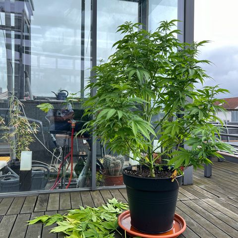 Sandra growlog timeline photo