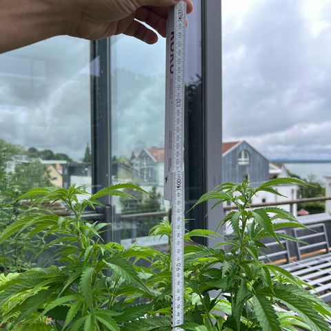 Sandra growlog timeline photo