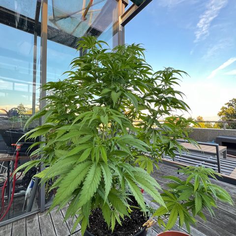 Sandra growlog timeline photo