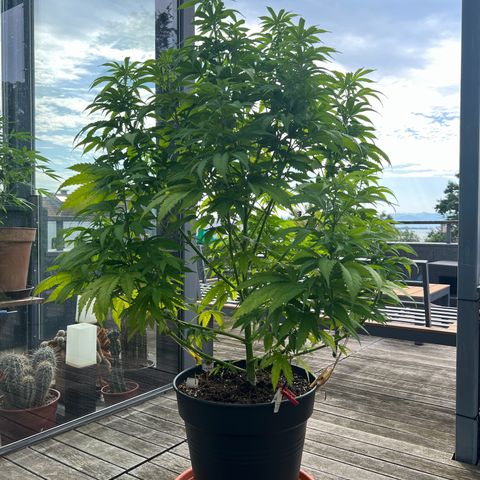 Sandra growlog timeline photo