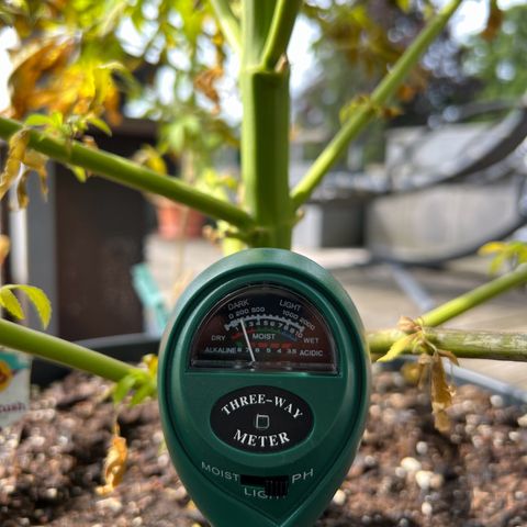 Sandra growlog photo: Defoliated bad leafs