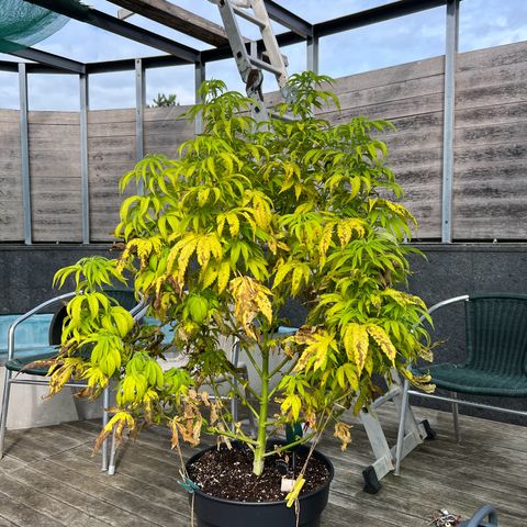 Sandra growlog photo: Defoliated bad leafs