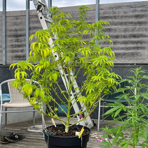 Sandra growlog photo: Defoliated bad leafs