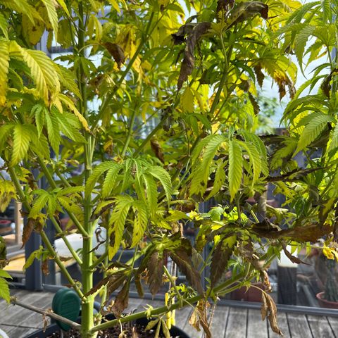 Sandra growlog photo: Defoliated bad leafs