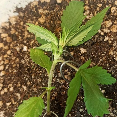 Mandacaru Mutante growlog timeline photo