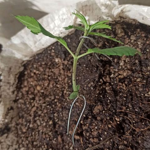 Mandacaru Mutante growlog timeline photo