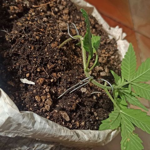 Mandacaru Mutante growlog timeline photo