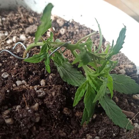 Red Gold mandacaru growlog timeline photo