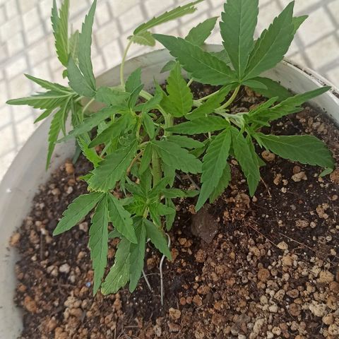 Mandacaru Mutante growlog timeline photo