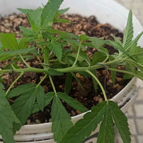 Mandacaru Mutante growlog timeline photo