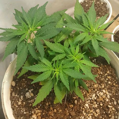 Mandacaru Mutante growlog timeline photo