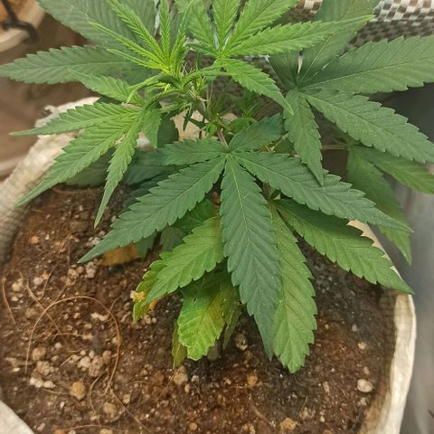Red Gold mandacaru growlog timeline photo