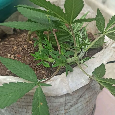 Red Gold mandacaru growlog timeline photo