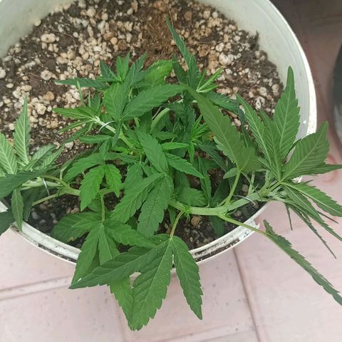 Mandacaru Mutante growlog timeline photo