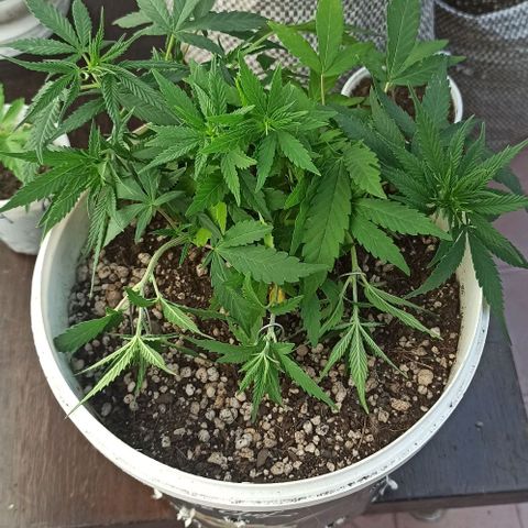 Mandacaru Mutante growlog timeline photo