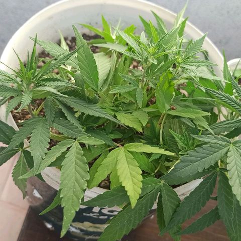 Mandacaru Mutante growlog timeline photo