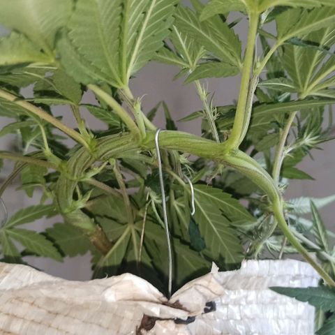 Red Gold mandacaru growlog timeline photo