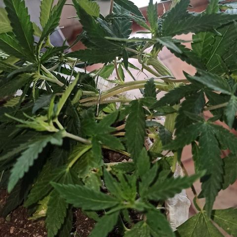 Red Gold mandacaru growlog timeline photo