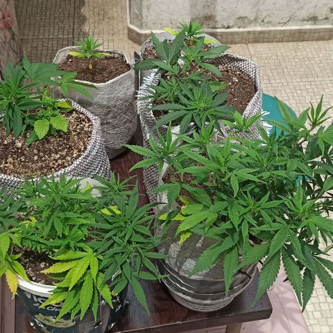 Mandacaru Mutante growlog timeline photo