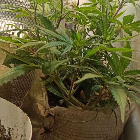 Red Gold mandacaru growlog timeline photo