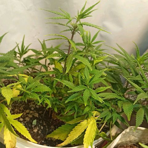 Mandacaru Mutante growlog timeline photo