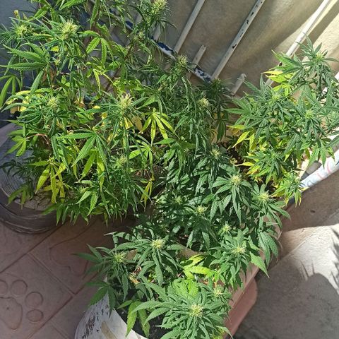 Mandacaru Mutante growlog timeline photo