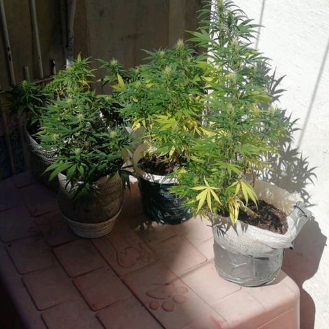 Mandacaru Mutante growlog timeline photo