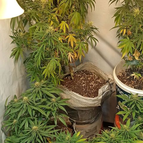 Mandacaru Mutante growlog timeline photo