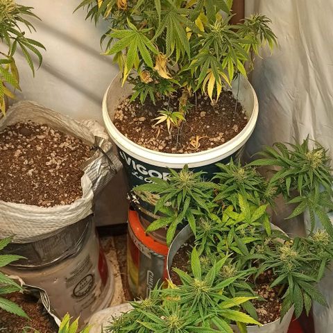 Mandacaru Mutante growlog timeline photo