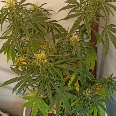 Mandacaru Mutante growlog timeline photo