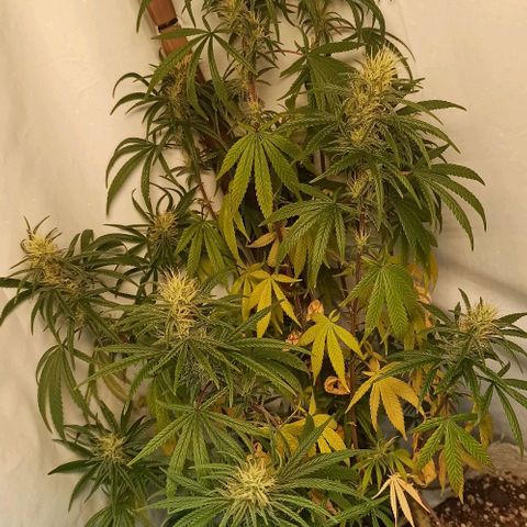 Red Gold mandacaru growlog timeline photo